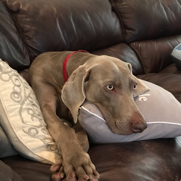 Meet your Posher, Joy - Picture 3 of 8